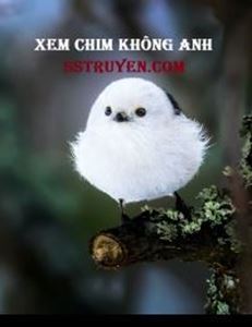 Xem Chim Không Anh Poster